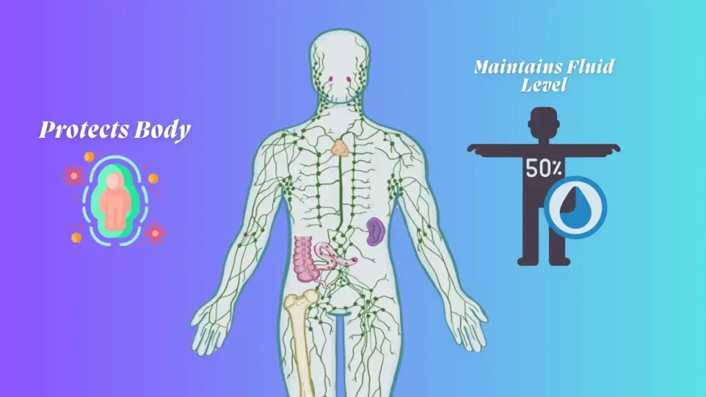 How to Detox Your Lymphatic System Naturally
